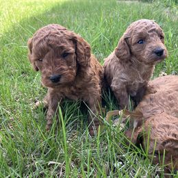 Cavapoo Puppies from Jorden’s Cavapoo’s