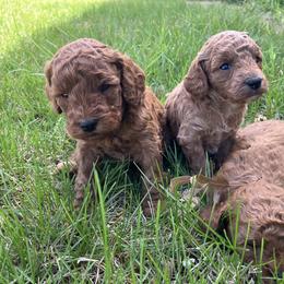 Cavapoo Puppies from Jorden’s Cavapoo’s