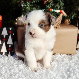Merle 1 - Blue merle male Miniature Australian Shepherd puppy in Perry, Arkansas from Jones ASDR Registered Toy / Mini Aussies