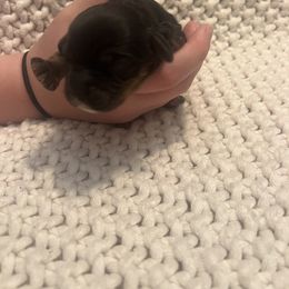 Frank - male Cockapoo puppy in Wellington, Kansas from Brian’s Puppies