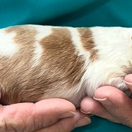 Boy 3 - Orange and white male Brittany puppy in Floyd Knobs, Indiana from Cross Creek Brittanys