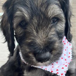 Boy 4 - Goldendoodle puppy in St. Lucie, Florida from A Doodle Life, LLC