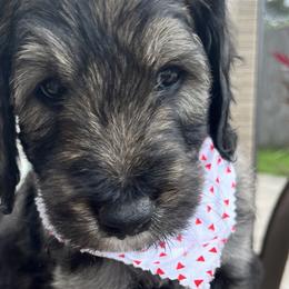 Boy 4 - Goldendoodle puppy in St. Lucie, Florida from A Doodle Life, LLC