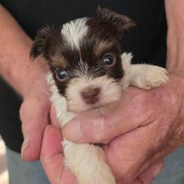 Boy 1 - Chocolate, tan and white male Yorkshire Terrier puppy in Bucyrus, Ohio from Dyer's Beauties