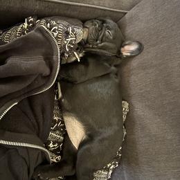 French Bulldog Puppies from Fair Towne Frenchies