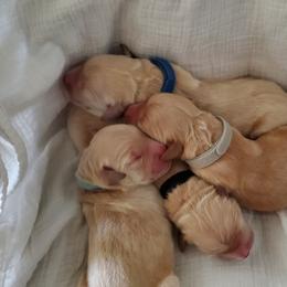 Dogue de Bordeaux and Golden Retriever Puppies from CLC Kennels