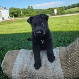 Red K von Charry - Black female German Shepherd puppy in Midway, Kentucky from Von Charry German Shepherd’s