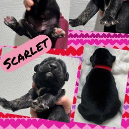 Scarlet - Black female Great Dane puppy in Wellsville, New York from Prophecy Danes
