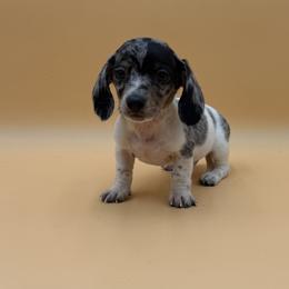 Ornament - Dapple male Dachshund puppy in Porterville, California from Desert Dynasty