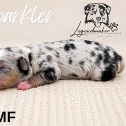 Sparkler - Blue merle female Toy Australian Shepherd puppy in Leitchfield, Kentucky from Legendmaker MAS