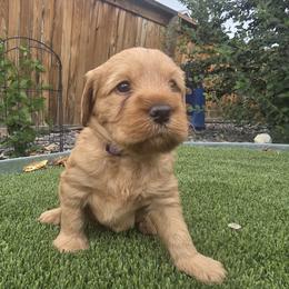 Pumpkin Purple - Red male Labradoodle puppy in Commerce City, Colorado from Playful Paws Labradoodles