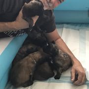 Bouvier des Flandres Puppies from Seasons of Joy Farm and Ranch