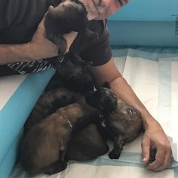 Bouvier des Flandres Puppies from Seasons of Joy Farm and Ranch