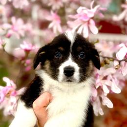 Dark Green Male - Black and tan male Pembroke Welsh Corgi puppy in La Porte City, Iowa from Cedar River Corgis
