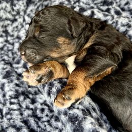 Goldendoodle and Poodle Puppies from SnickerDoodlePups