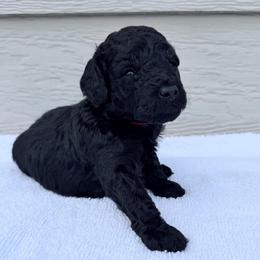 AKC Apollo - Red - Black male Poodle puppy in Baytown, Texas from Charlotte & Co. Miniature Poodles