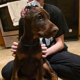Teal - Red and rust female Doberman Pinscher puppy in Knox, Indiana from Double River Dobermans