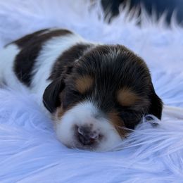 Dachshund Puppies from Collier Dachshunds