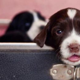 English Cocker Spaniel and English Springer Spaniel Puppies from PrairieRose Gundogs - Premium Field Bred Spaniels