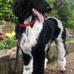 Goldendoodles and Poodles from Best Choice Doodles