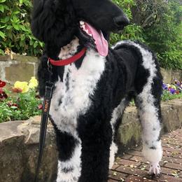Goldendoodles and Poodles from Best Choice Doodles
