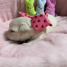 Teddy - Cream and white male Chihuahua puppy in Brooksville, Florida from Daystars Chihuahuas