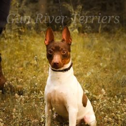 Clint - Rat Terrier