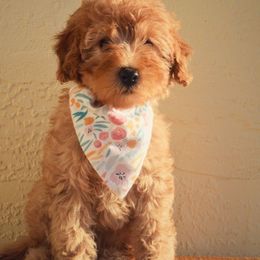 Bernedoodle, Goldendoodle, and Poodle Puppies from Florida Pumpkadoodles