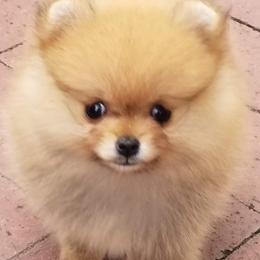 Keeshond and Pomeranian Puppies from Vivid Keeshond and poms