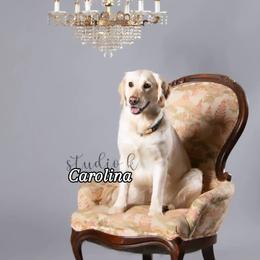 Golden Retriever puppies from Mountain Sky Goldens