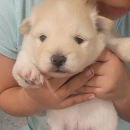 Boy 1 - Cream male Pomeranian puppy in Arleta, California from Poms De Valle