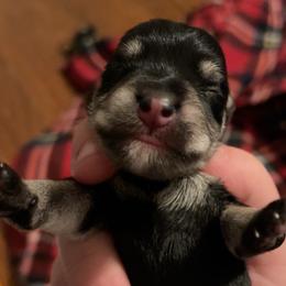 Ben - Black and silver male Miniature Schnauzer puppy in Akron, Ohio from Green Family Companion Kennel, LLC