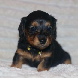 Dachshund and Golden Retriever Puppies from Mount Calm Golden Retrievers