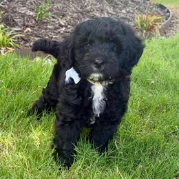 Blaze - Black and white male Aussiedoodle puppy in Midlothian, Texas from Gray Doodles
