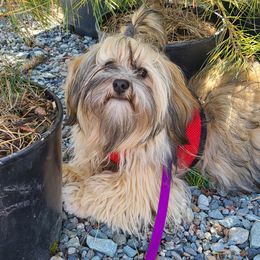Copper River - Havanese