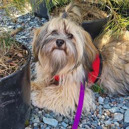 Copper River - Havanese