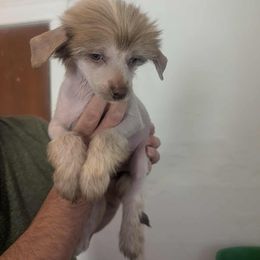 DaoDog Lunar Light - Chocolate male Chinese Crested puppy in Highland Park, Michigan from Family Kennel Dao Dog