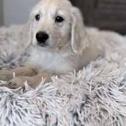 Goldendoodle, Golden Retriever, Poodle, and Shih Tzu Puppies from Platinum Paws Puppies