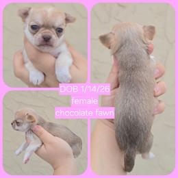 Choc fawn girl - Chocolate sabled fawn female Chihuahua puppy in Vineland, New Jersey from Royal Companion's