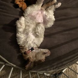 Poodle Puppies from Gemini Poodles
