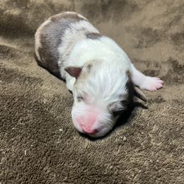Honey - White and red merle female Border Collie puppy in Granbury, Texas from Rocking H Border Collies