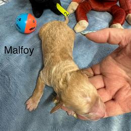 Malfoy - Apricot male Goldendoodle puppy in Golden, Colorado from Golden Mesa Doodles