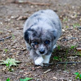 Steffie - Australian Shepherd puppy in Coldwater, Michigan from Northern Star Australian Shepherds