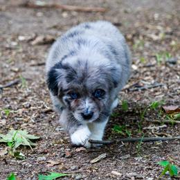 Steffie - Australian Shepherd puppy in Coldwater, Michigan from Northern Star Australian Shepherds