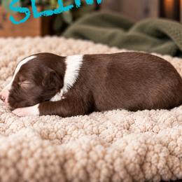 Slinky - Red male Border Collie puppy in Sanger, California from Flying M Cactus Ranch Buddies