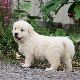 Golden Retriever Puppies from Grizzly Kennels