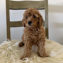 Pink Collar - Red female Assorted Doodle Crosses puppy in Marysville, California from Dailey Doodles and Dachshunds