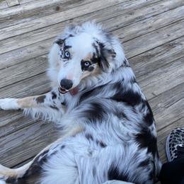 Australian Shepherd Puppies from Kent island Aussies