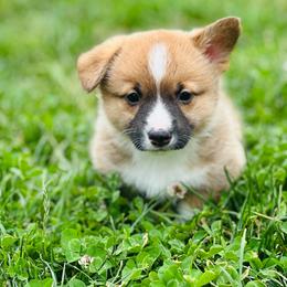 Royce Ba Doyce - Red male Pembroke Welsh Corgi puppy in Aumsville, Oregon from West Coast Corgi