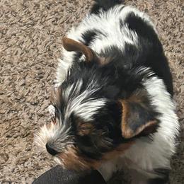 Scooby - Parti male Yorkshire Terrier puppy in Hot Springs, Arkansas from Weslynn Kennels